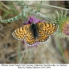 melitaea cinxia female1